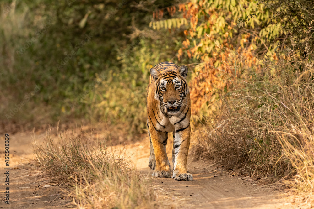 Fototapeta premium wild royal bengal tiger walking head on portrait in wildlife safari at ranthambore national park or tiger reserve rajasthan india - panthera tigris tigris