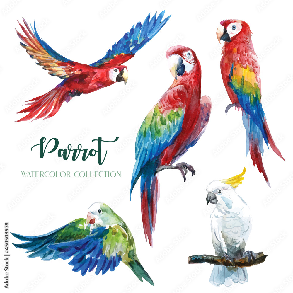 Colorful parrot in various gestures watercolor collection. 