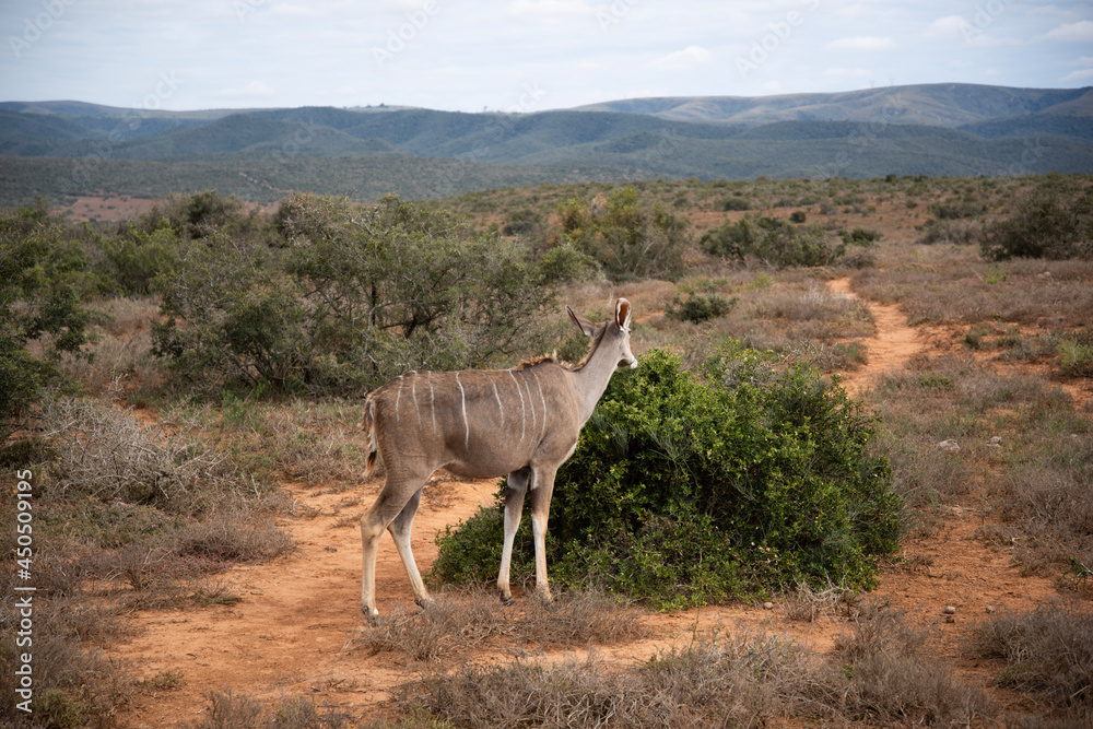 Fototapeta premium deer in the savannah