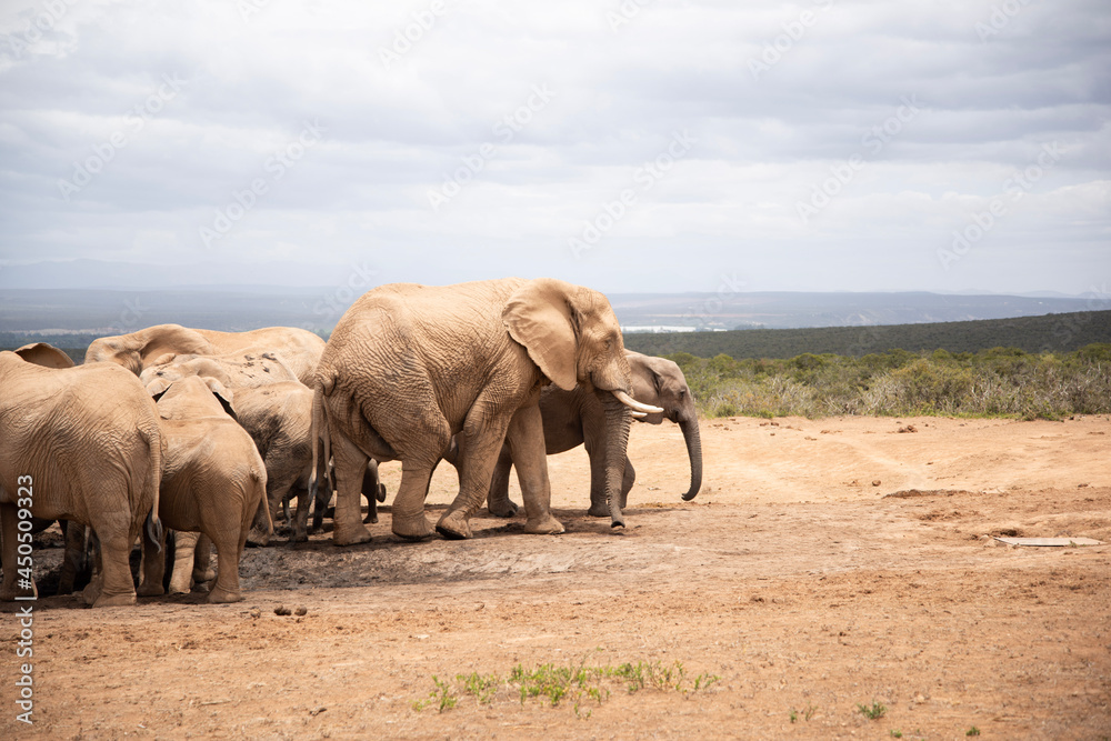 Φωτογραφία elephants in the wild
