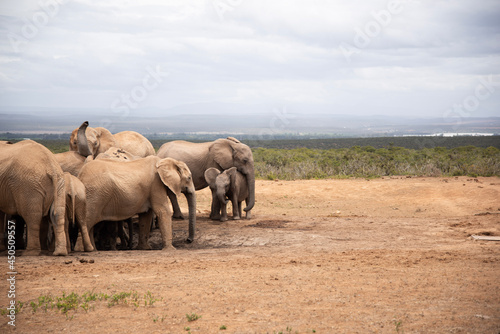 Photography elephants in the savannah