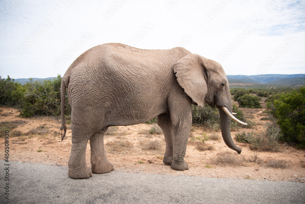 Fototapeta elephant