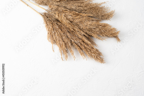 Reeds foliage branches bouquet on white background. Flat lay, top view floral design