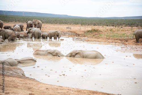 Photography herd of elephants