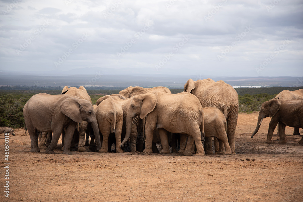 Fototapeta premium elephants in the savannah