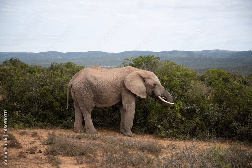 Obraz premium elephant