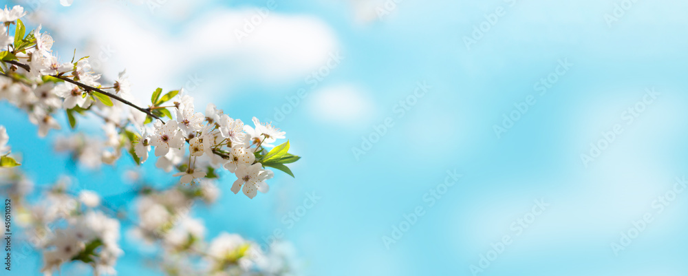 Closeup of blooming cherry tree in spring on pastel bokeh background. Beautiful border banner. Abstract blurred background. Spring time