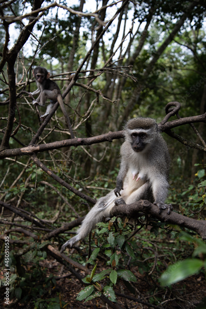 japanese macaque sitting on a branch