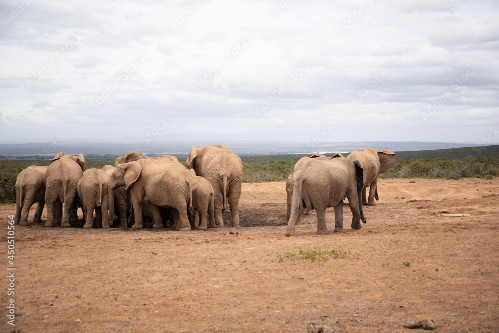 Fototapeta premium elephants in the savannah