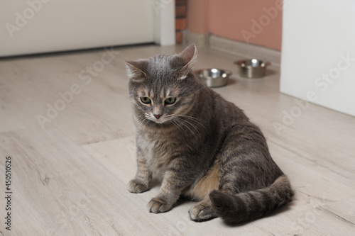 Beautiful grey tabby cat on floor at home. Cute pet