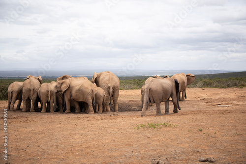 elephants in the savannah