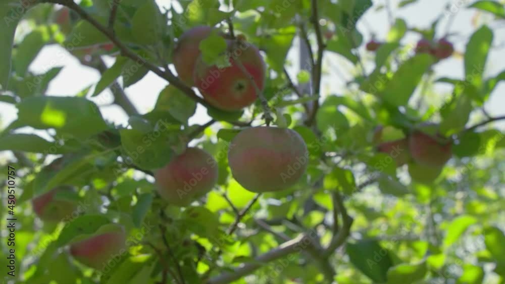A man picks a red apple in the garden A man picks a red apple in the garden