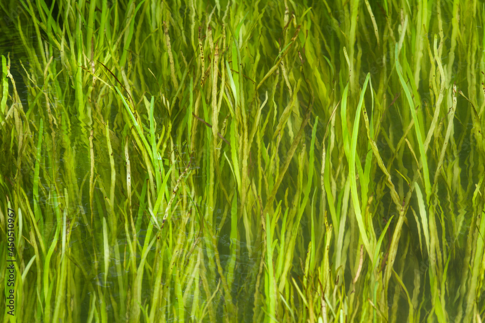 Obraz premium long green grass meanders in the river