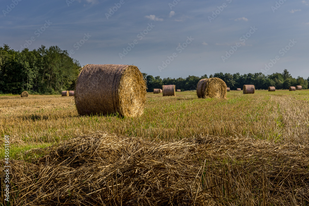 La moisson dans les champs