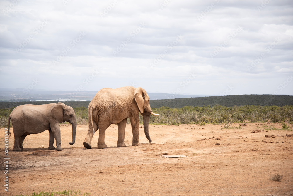 Fototapeta premium elephants in the wild
