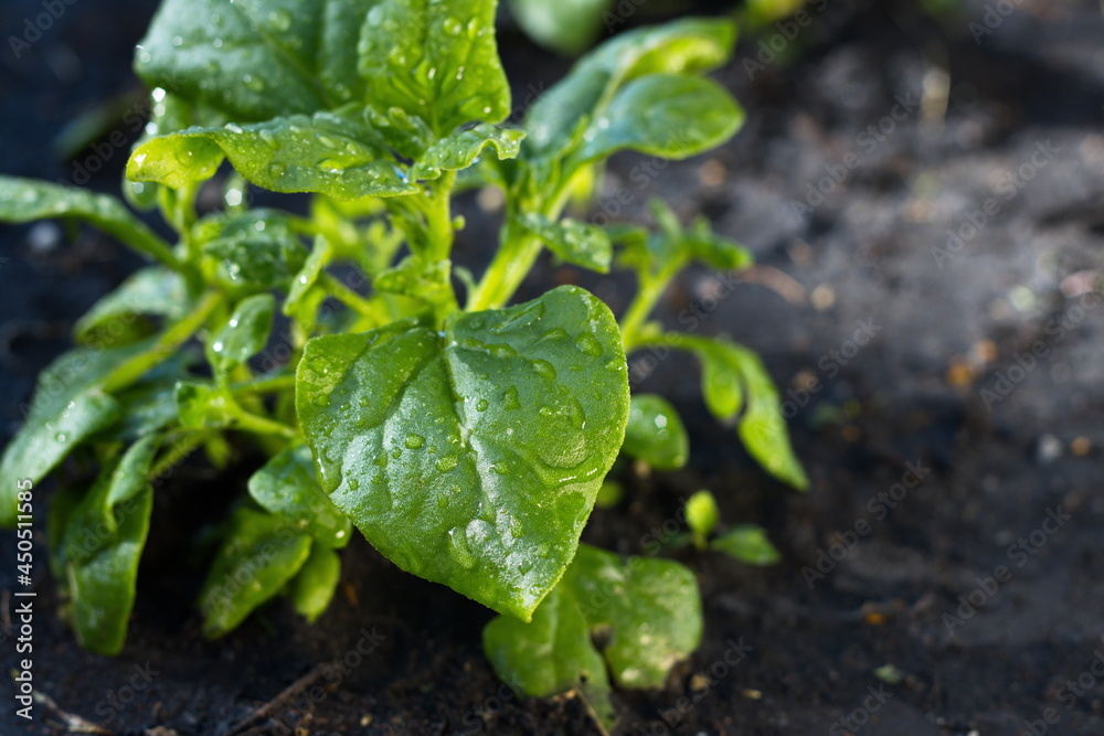 Growing spinach. Close-up. New Zealand spinach growing in open ground. Growing spinach. Close-up. New Zealand spinach growing in open ground.