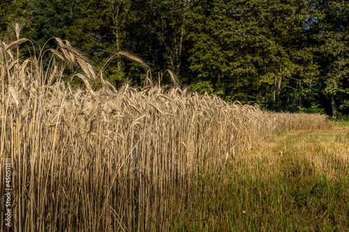 La moisson dans les champs