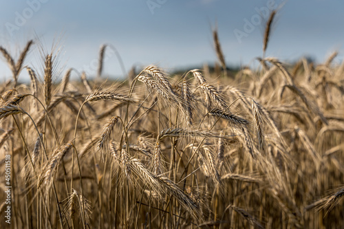 La moisson dans les champs