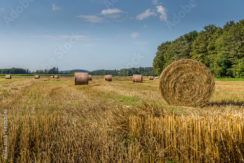 La moisson dans les champs