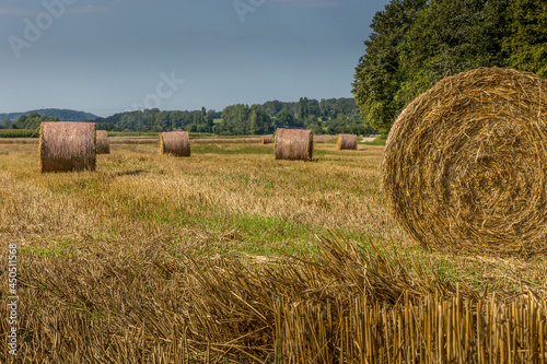 La moisson dans les champs