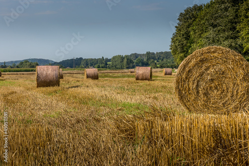 La moisson dans les champs