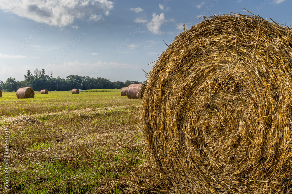 La moisson dans les champs