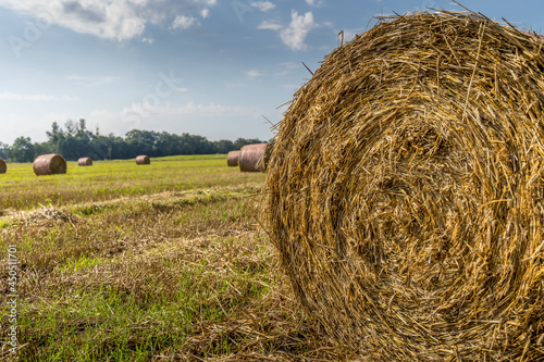 La moisson dans les champs
