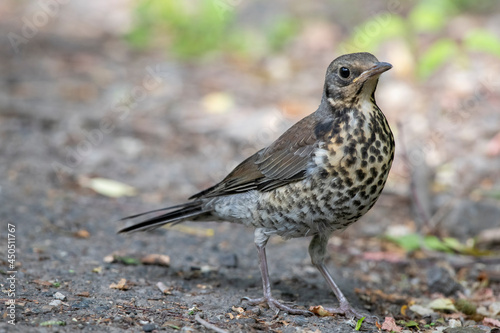 little bird on the grass