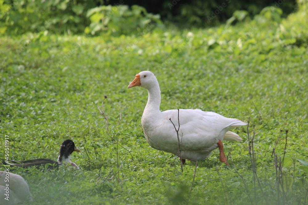 White Duck in Wild Forest Beautiful View
White Duck in Wild Forest Beautiful View