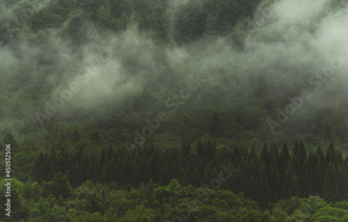 Forest Covered by Morning Fog