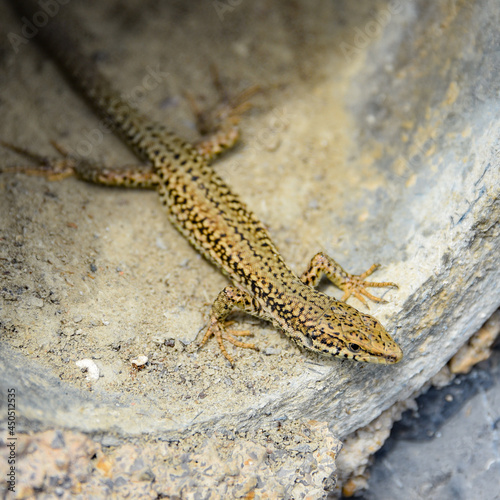 A Lizard crawls out from a stone tunnel on Mount San Anton  Getaria  Spain