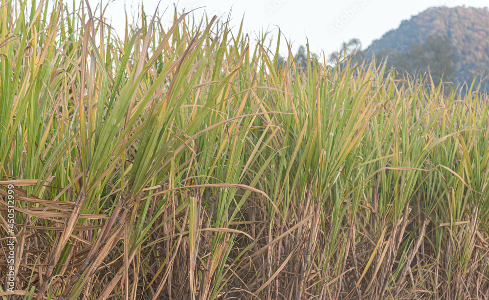 Fototapeta premium Sugar cane plantation - Saccharum officinarum