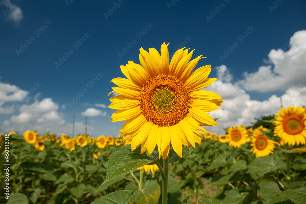 field of blooming yellow sunflowers in summer