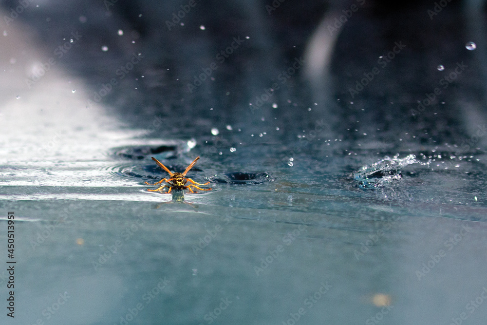 Wasp water slide landing Wasp water slide landing