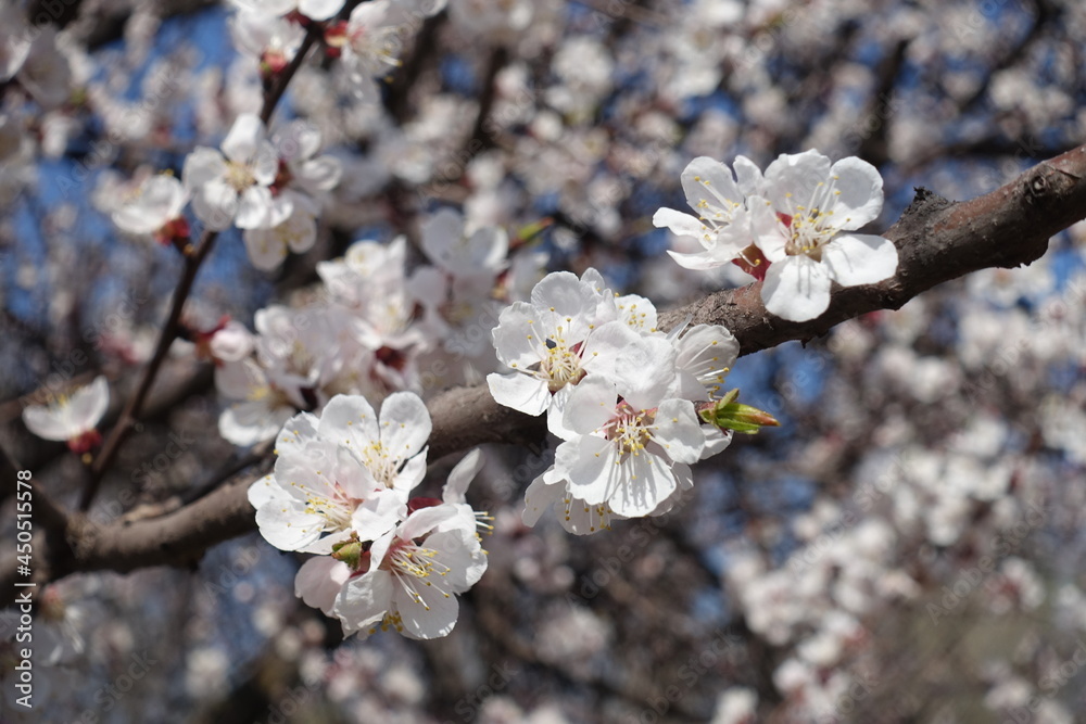 Thick branch of apricot tree with white flowers in April