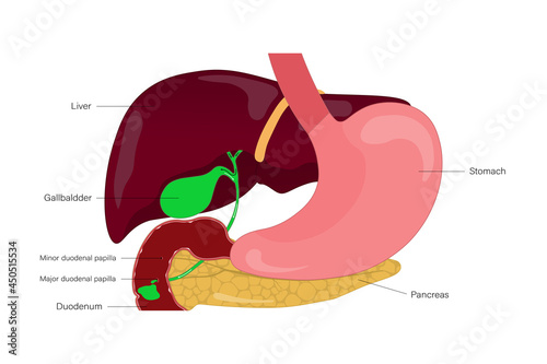 Gallbladder and flow of bile in the bile ducts. Digestive organs. Liver. Stomach. Pancreas