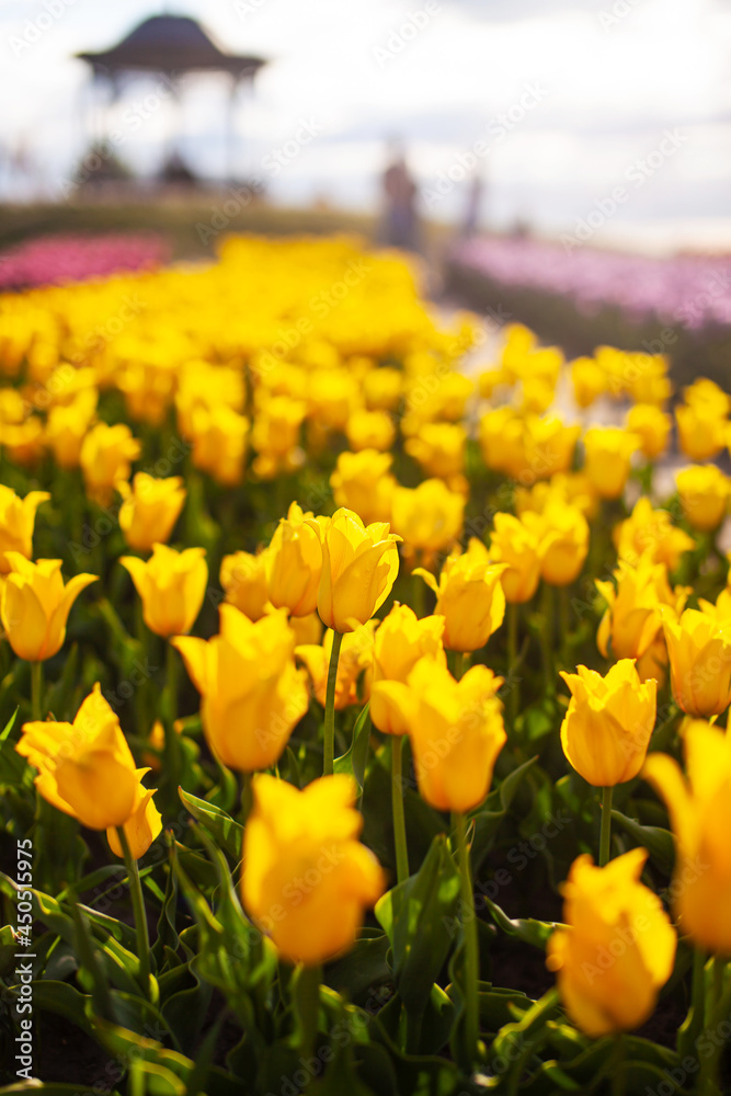 Obraz premium Field with planted yellow tulips
