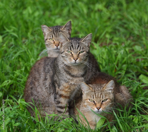 Three gray striped cats are sitting in the green grass