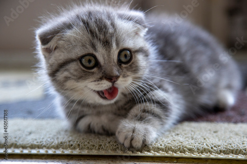 Obraz na plátne two months old munchkin kitty cat, cute kitten sticking out tongue