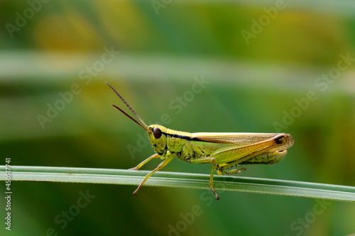 criquet des roseaux Mecostethus parapleurus sur brin d'herbe