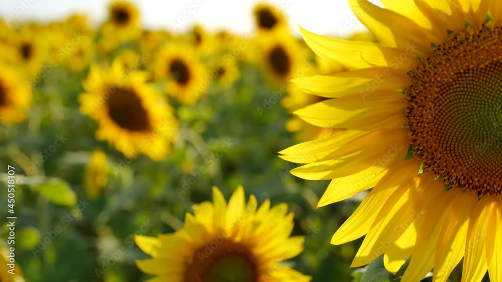 sunflower field sunflower oil production atmospheric background at sunset sunflower field sunflower oil production atmospheric background at sunset