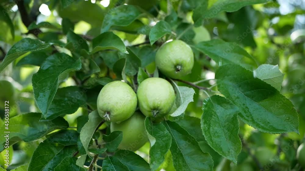 green juicy fresh apples hang on the tree clouse-up between branches and leaves see the sunset sunbeams green juicy fresh apples hang on the tree clouse-up between branches and leaves see the sunset sunbeams