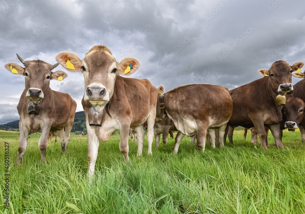 Rindviehhaltung im Allgäu - Braunvieh-Rinder auf der Alm.
