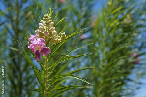Desert willow (Chilopsis linearis) blossom