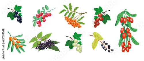 Berry set vector, medical berries collection isolated on white