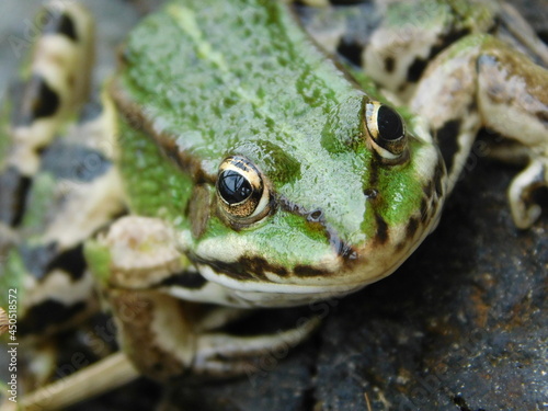 frog in the grass pelophylax riddibundus esculentus lessonae green edible frog photo