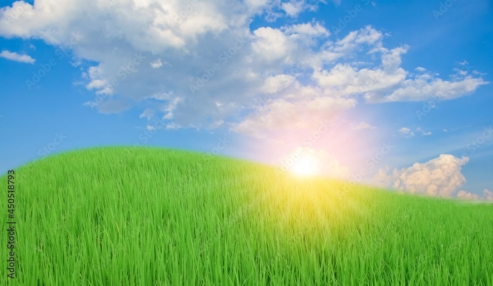 Obraz premium Green rice field in the rainy season and blue sky Beautiful natural scenery in the evening sunset over the rice fields