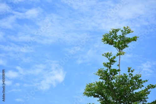A bright blue sky with few white clouds on a nice summer day. There is a top of a green tree on the right hand side. 