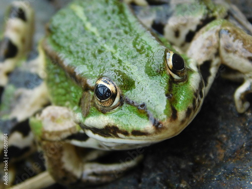 frog in the grass pelophylax firmer genus rana