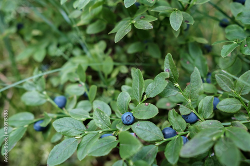 Ripe, tasty blueberries on the bushes in the forest. Harvest of Vaccinium myrtillus berries.
